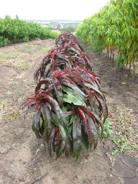 Sunset Dwarf Red Leaf Nectarine