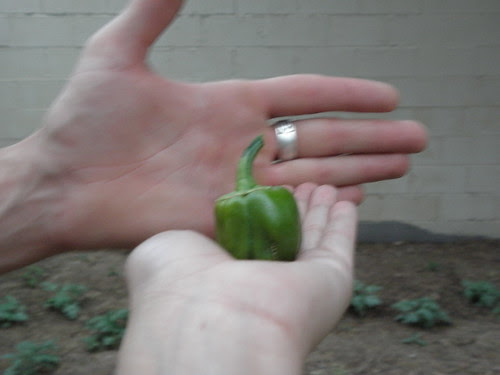 little Pepper