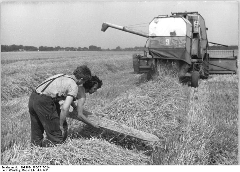 Bundesarchiv Bild 183-1985-0717-024, LPG Simmersdorf , Ernte, Verlustprüfung