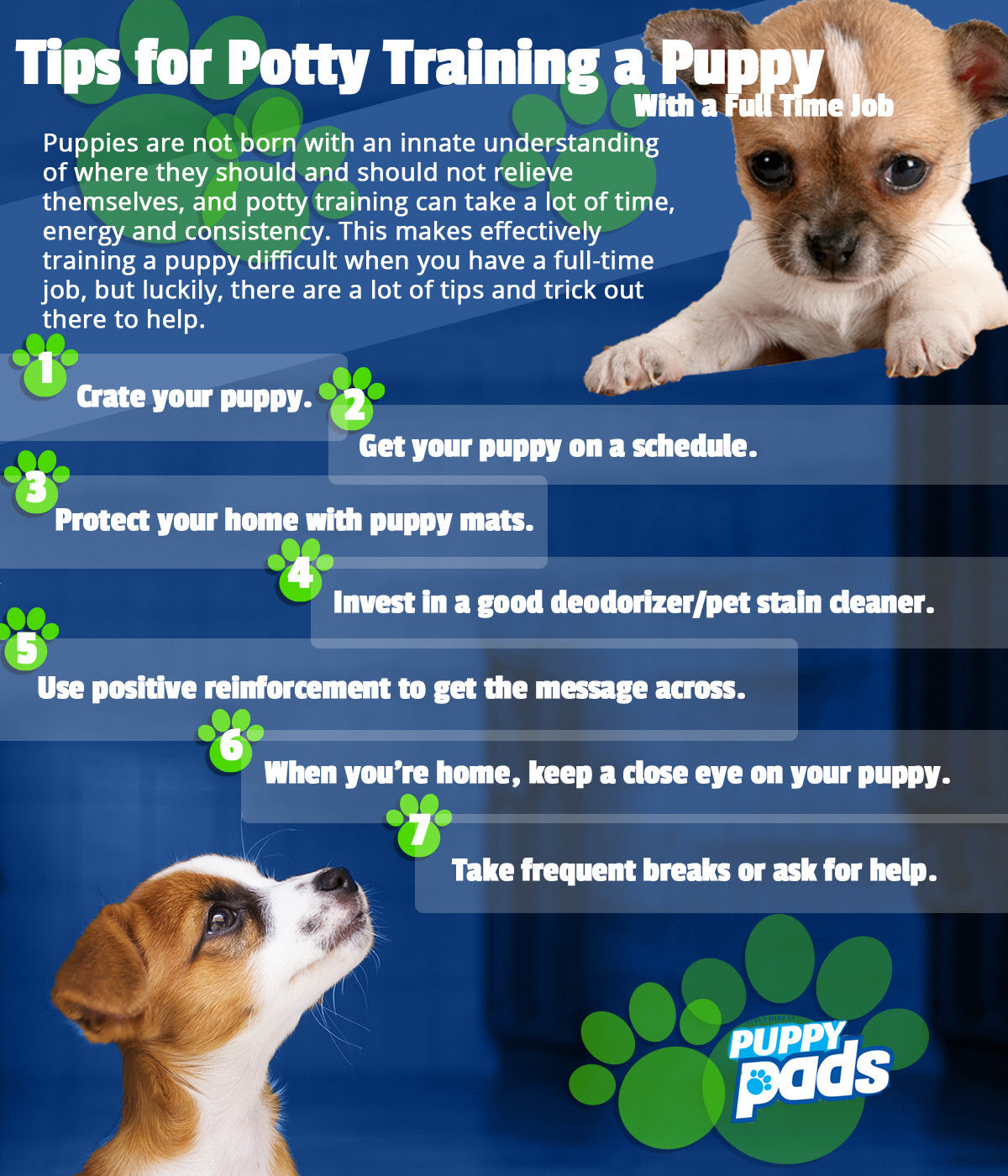 easiest potty training dogs