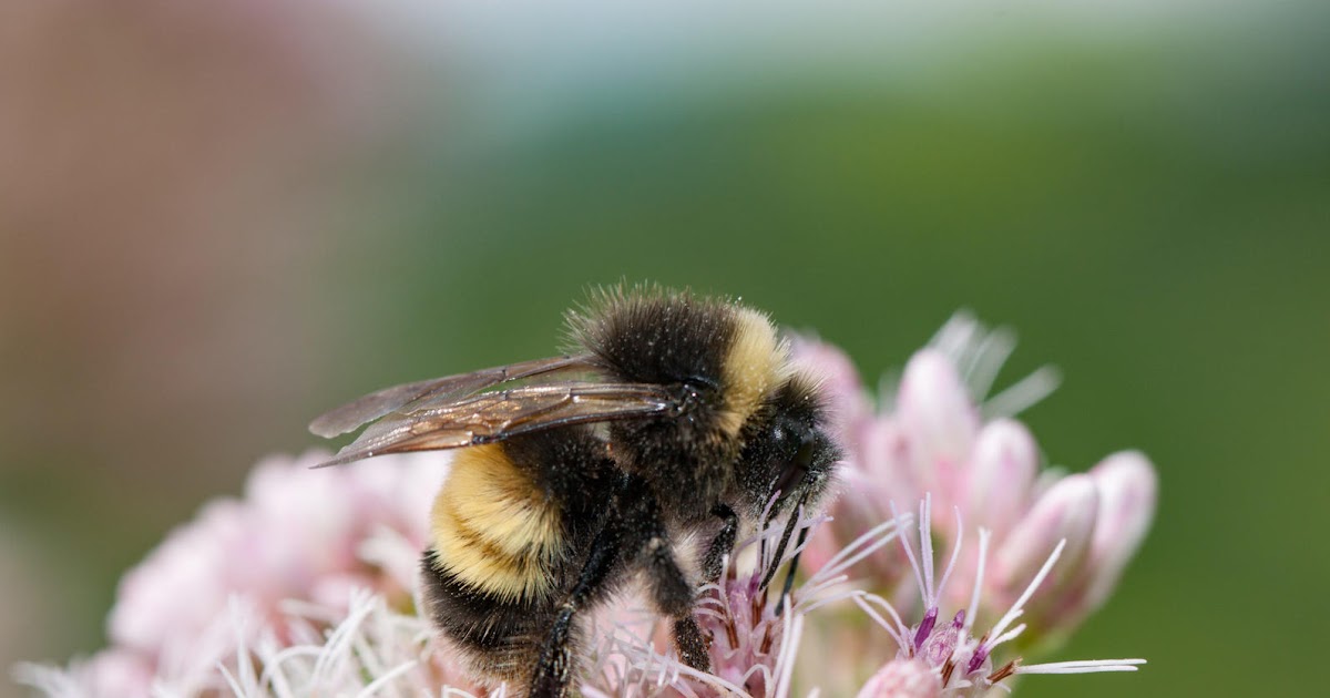 dravenultimate How Do Bees Help Some Plants Reproduce 7