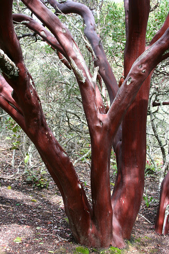 arctostaphylos trunks