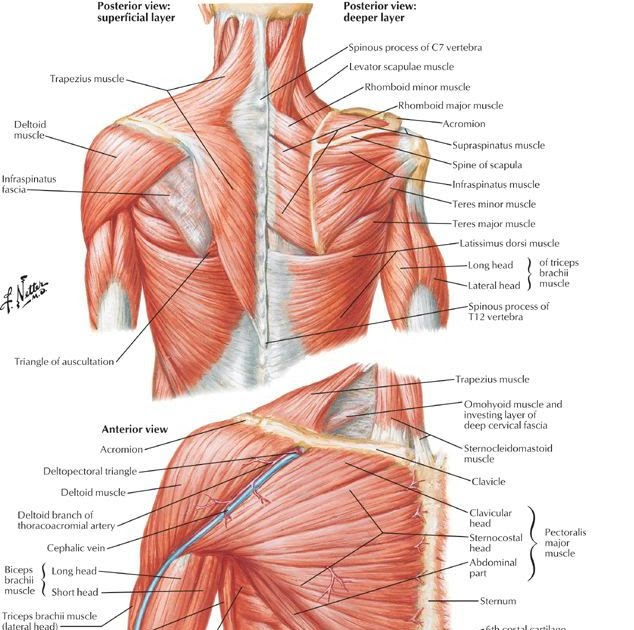 Female Muscles In The Body Diagram / Human Lower Back Muscles Anatomy