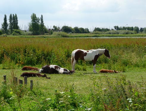 dutch livestock