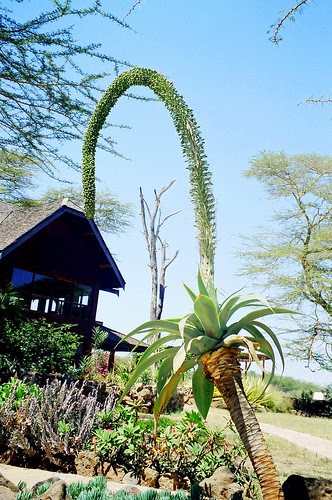 Amboseli Lodge