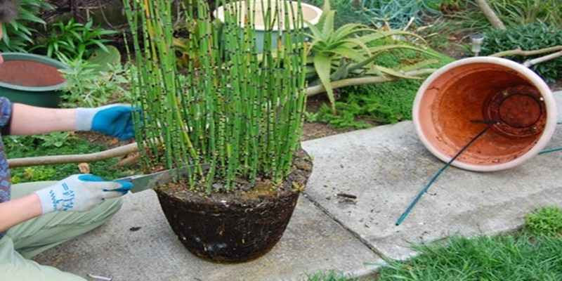 Kreasi Pot  Bunga Dari  Bambu  Pagar Rumah