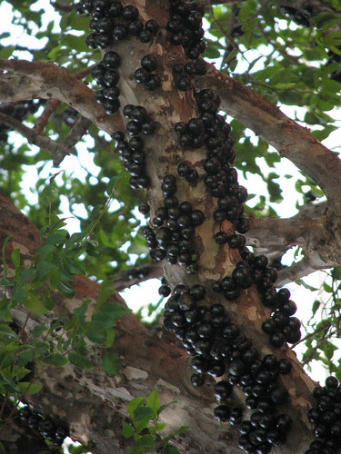 Botânica - Myrciaria cauliflora - Jaboticabeira