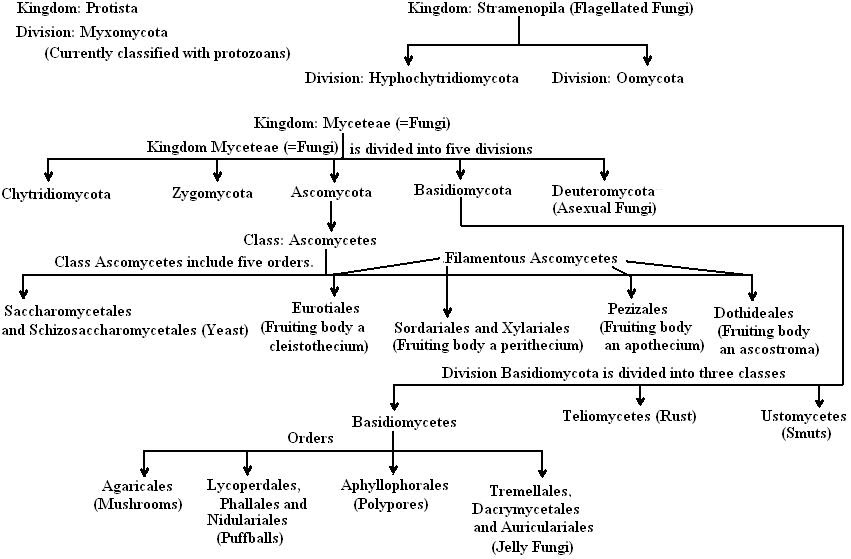 6 FLOW CHART OF 5 KINGDOM CLASSIFICATION