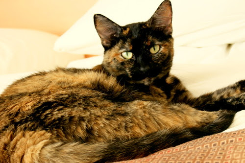 Kitty