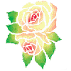 Rose with Alternating Colors