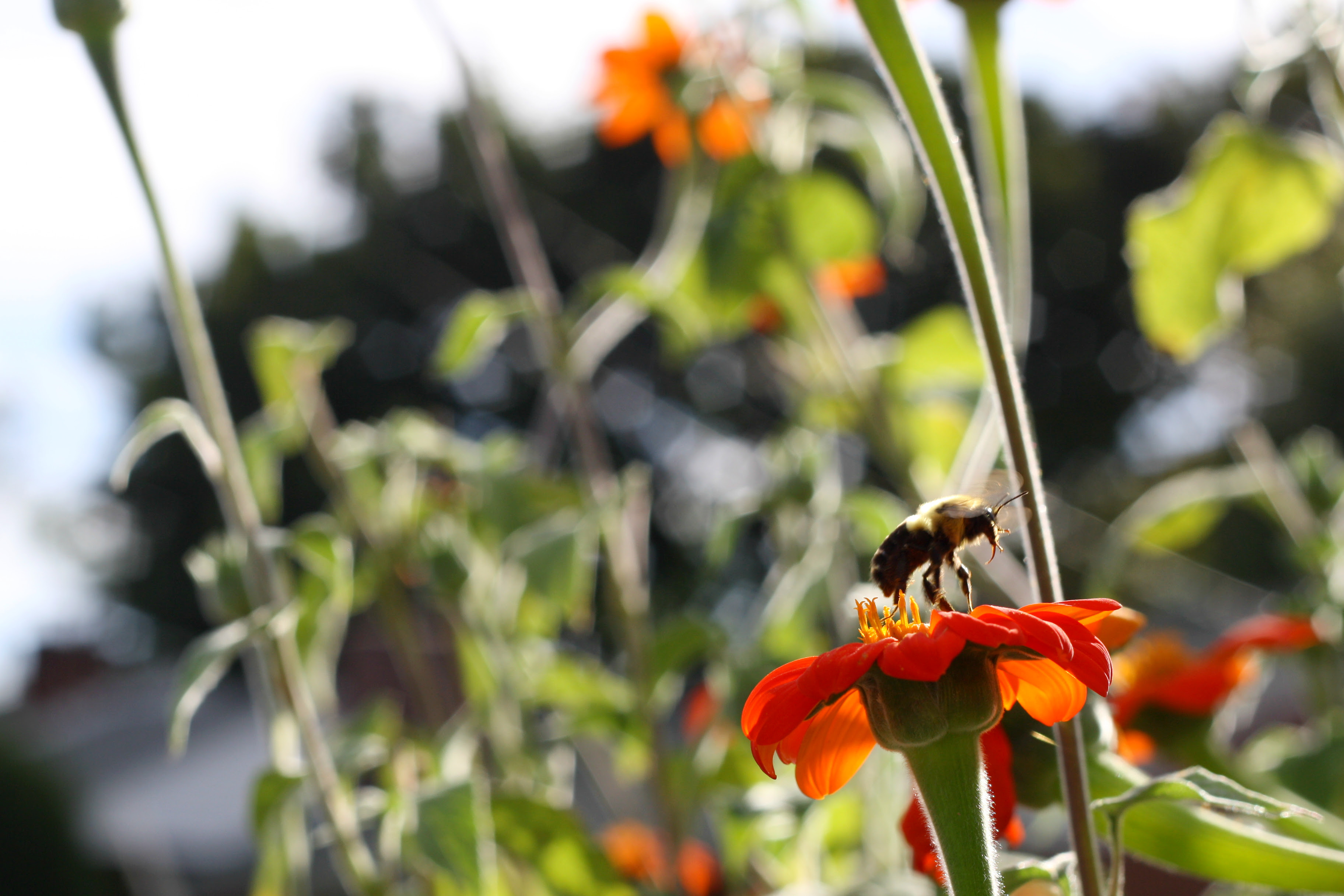 bee