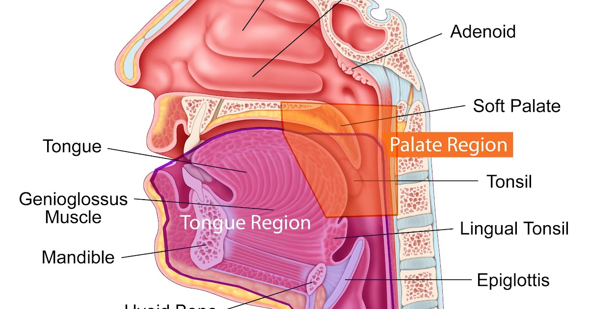 Anatomy Mouth And Throat - ANATOMY