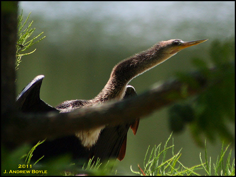 Anhinga Anhinga
