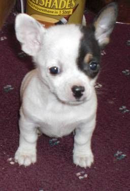 French Bulldog Chihuahua Mix Puppies - Pets Lovers