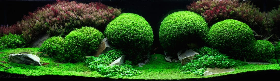 The Incredible Underwater Art of Competitive Aquascaping The Incredible Underwater Art of Competitive Aquascaping plants fish aquariums