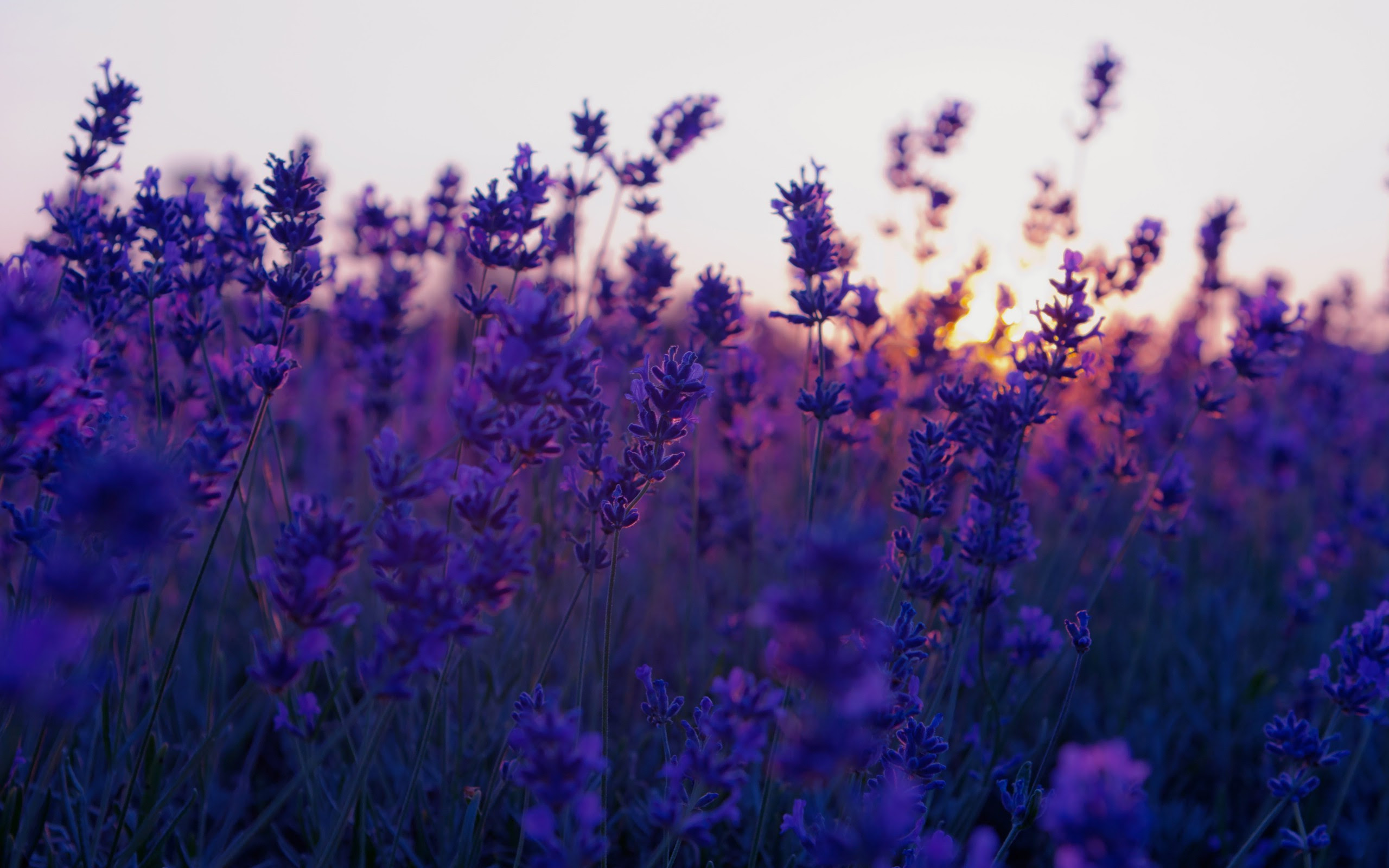 nature, Flowers, Landscape, Lavender, Purple Flowers ...