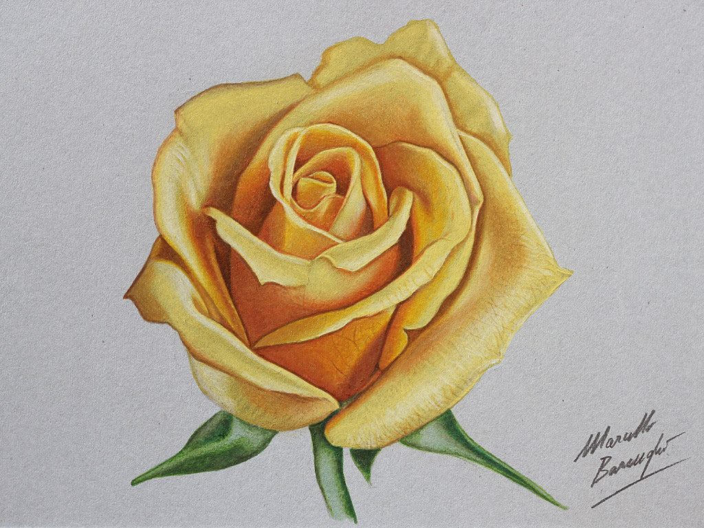 Drawing Realistic Rose Sketch Step By Step Drawing