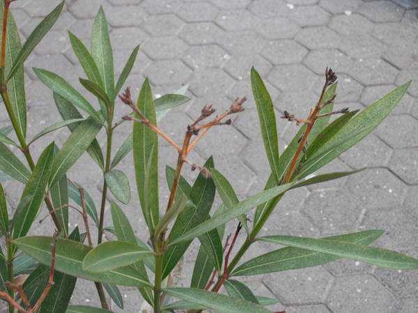 Oleander Schneiden Mit Bild