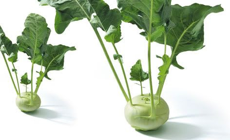Kohlrabi Greens