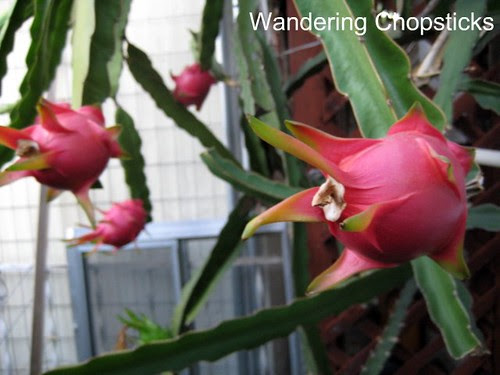 9.8 Dragon Fruit 8