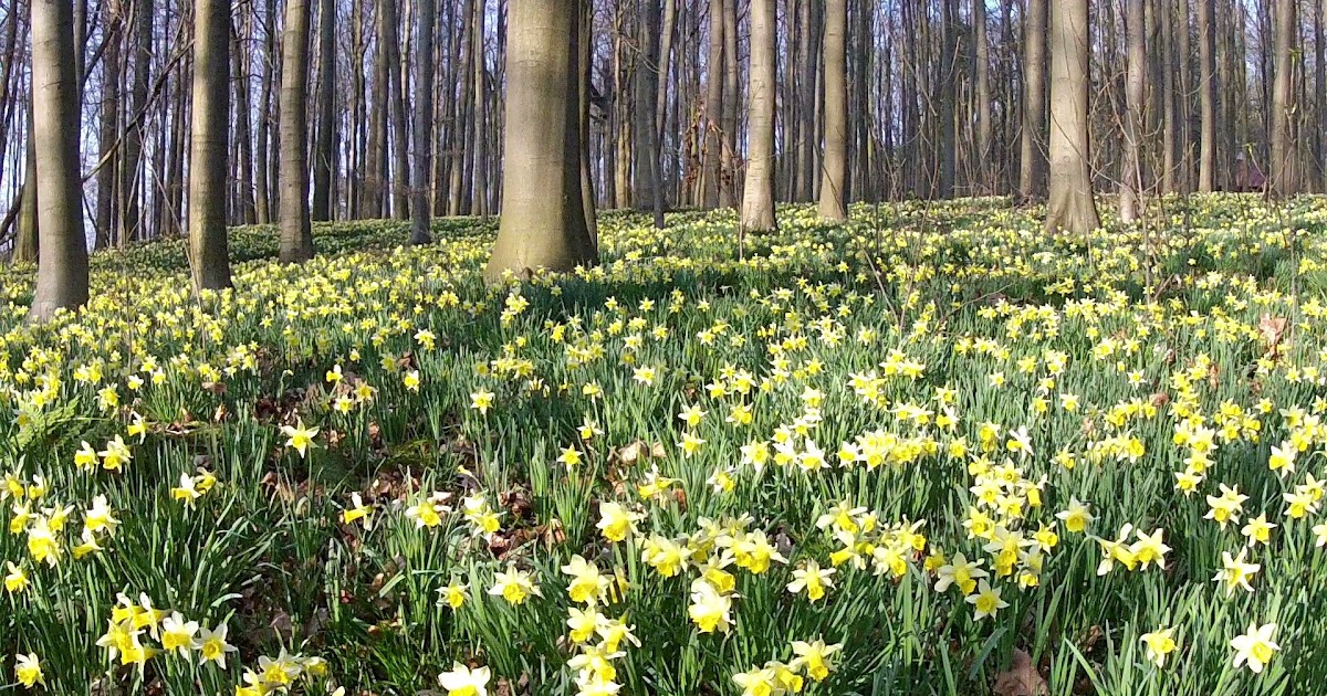 Best Time To Plant Daffodil Bulbs Nz Daffodils / For the