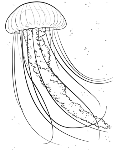 Jelly fish coloring page Free Printable Coloring Pages Jelly fish coloring page Free Printable Coloring Pages