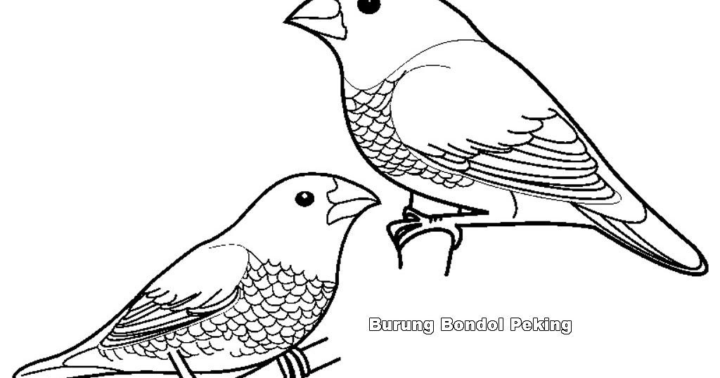 Gambar Burung Lucu Sketsa - Gambar Burung