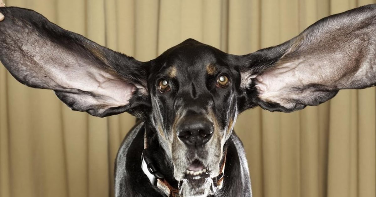 Kleinster Hund Der Welt Guinness Buch Der Rekorde