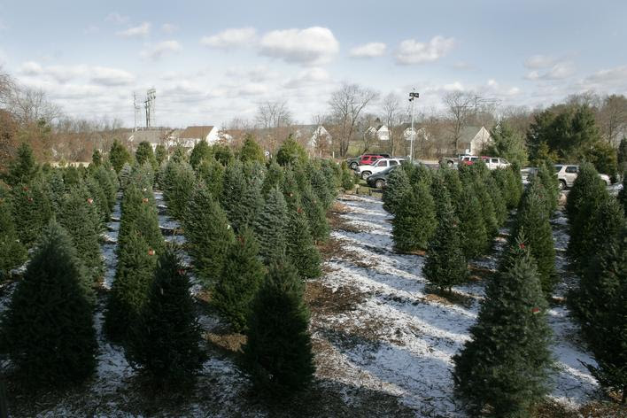 Christmas Tree Farms In Lehigh Valley - Becks Christmas ...