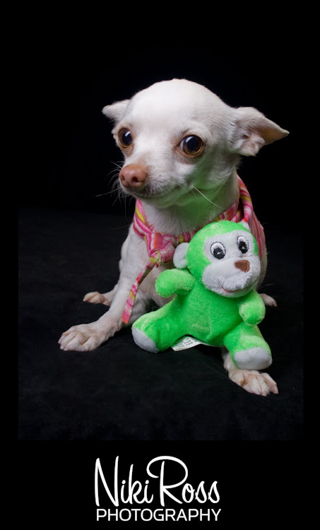stuffed-animal