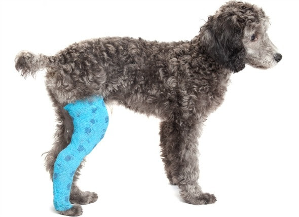 dog: Dog Back Leg Bones