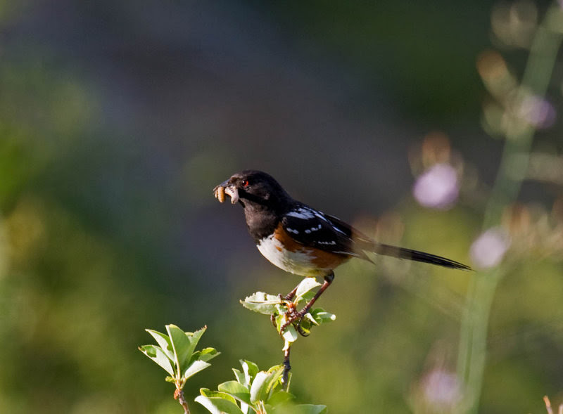 Spotted Towhee Spotted Towhee
