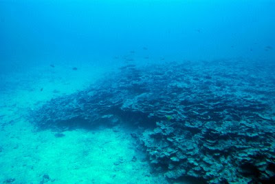 “Uma acidificação tão acelerada pode acarretar uma grande perda de espécies marinhas, como moluscos, algas e corais” - Foto de rocketlass/flickr