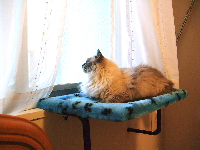 【2020年のベスト】 猫 ハンモック 窓 100++ で最高の画像