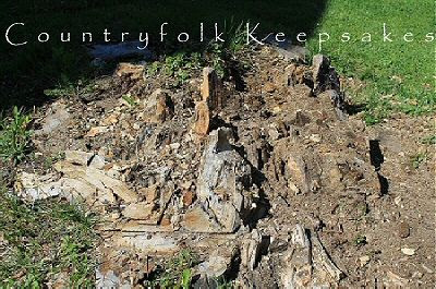 photo stump2_zpse054161f.jpg