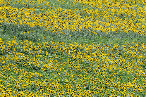 sunflowers_0385 web