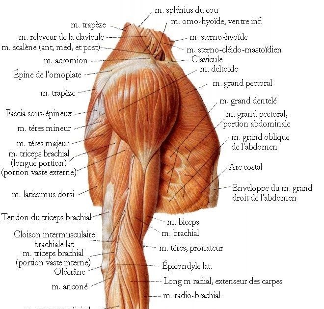 Upper Leg Muscles And Tendons - 30 Muscle Anatomy Chart in 2020 | Leg muscles anatomy, Human ...