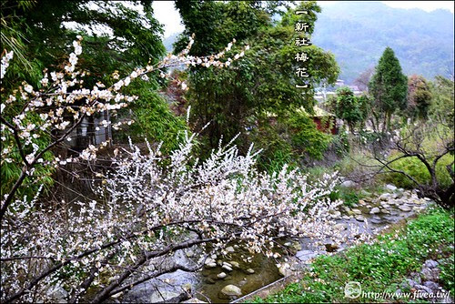 新社梅花隧道 新社梅花隧道