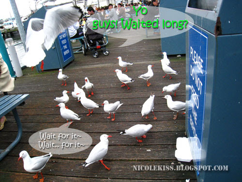 waiting seagulls