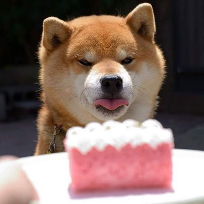cute-dog-shiba-inu-ryuji-japan-59
