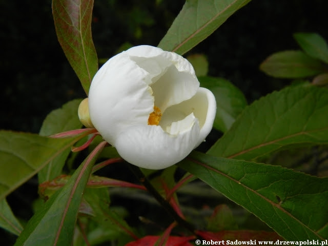Franklinia amerykańska Franklinia amerykańska