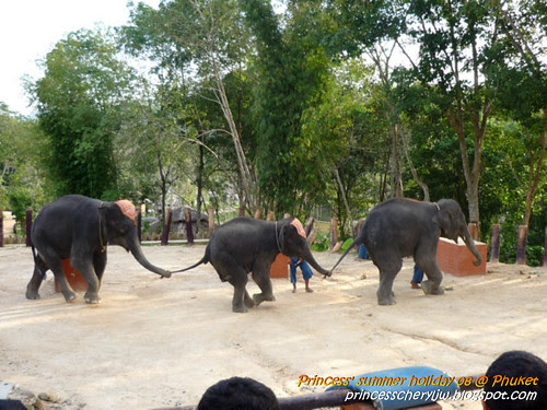 Elephant trekking & Safari 34