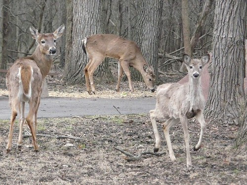 Deer