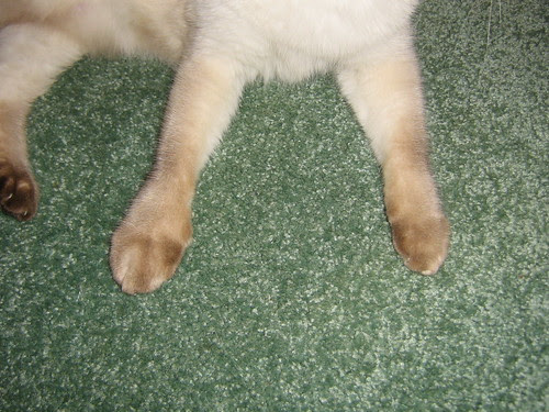 Picture or Video 463