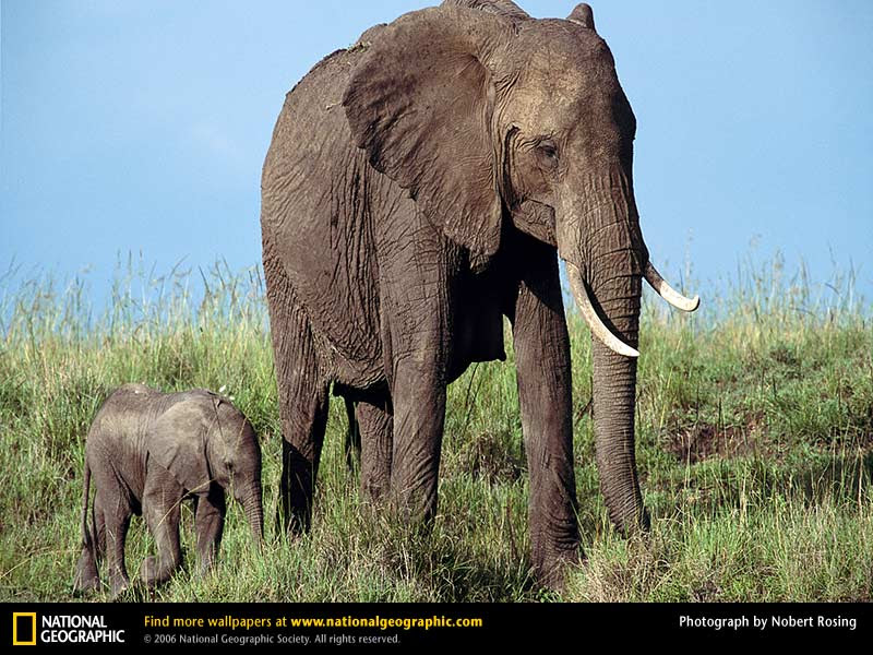 National Geographics: african elephant