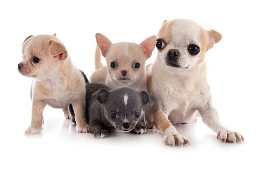 How Much Does A Chihuahua Puppy Cost Uk Pets Lovers