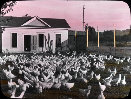 Oregon chickens