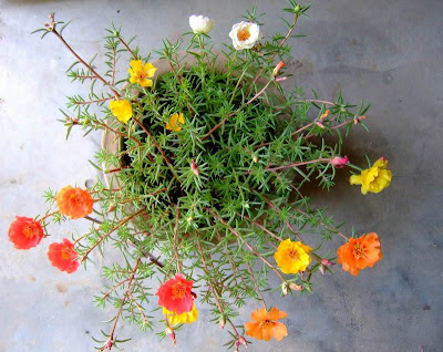 Moss rose plant and flowers