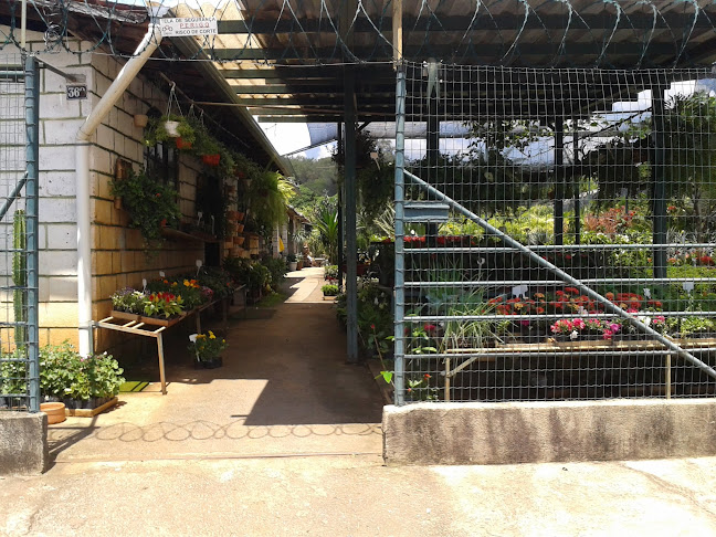 Floricultura Lagoa