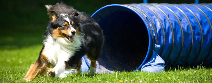 fellverlust hund